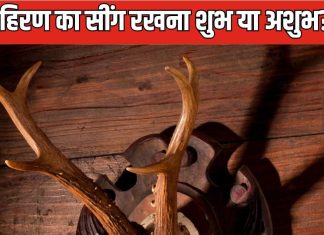 क्या घर में हिरण के सींग को रख सकते हैं? जानिए वास्तु शास्त्र के अनुसार ऐसा करना शुभ है या अशुभ