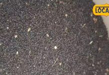 स्किन-हृदय रोग में रामबाण है ये काली चीज, अर्थराइटिस में भी कारगर, जानें चौंकाने वाले फायदे