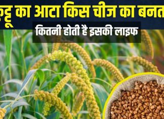 Explainer: क्या है कुट्टू का आटा जिसे व्रत में खाते हैं लोग? ये अनाज है या फल, कहां होती है इसकी खेती