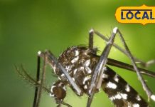 डेंगू से पाना चाहते हैं मुक्ति? इस सस्ते देसी उपाय से मिलेगा छुटकारा!