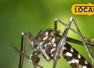 डेंगू से पाना चाहते हैं मुक्ति? इस सस्ते देसी उपाय से मिलेगा छुटकारा!