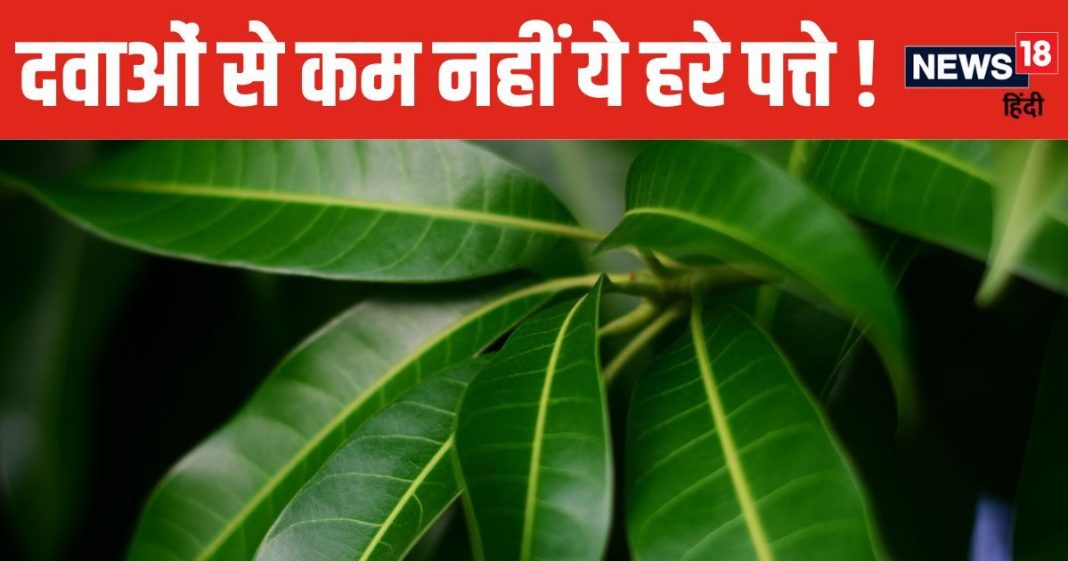 यह फल तो खूब खाया होगा, कभी इसके पत्ते भी खाकर देखिए, कई परेशानियां होंगी दूर, मिलेंगे चमत्कारी फायदे !