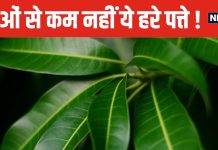 यह फल तो खूब खाया होगा, कभी इसके पत्ते भी खाकर देखिए, कई परेशानियां होंगी दूर, मिलेंगे चमत्कारी फायदे !