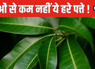 यह फल तो खूब खाया होगा, कभी इसके पत्ते भी खाकर देखिए, कई परेशानियां होंगी दूर, मिलेंगे चमत्कारी फायदे !