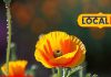 mexican poppy satyanashi plant medicinal benefits for itching relief and precaution sa