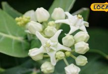 अनेक बीमारियों के लिए काल है ये पौधा, भोलेनाथ का है आशीर्वाद; त्वचा और श्वसन रोग के इलाज में कारगर