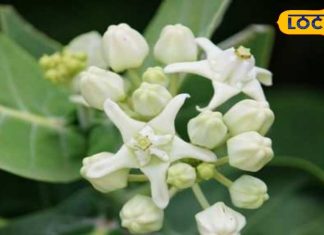 अनेक बीमारियों के लिए काल है ये पौधा, भोलेनाथ का है आशीर्वाद; त्वचा और श्वसन रोग के इलाज में कारगर