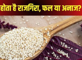व्रत में मज़े से खाते हैं राजगीरा का आटा, ये फल है या अनाज? क्यों कहा जाता है इसे सुपरफूड?