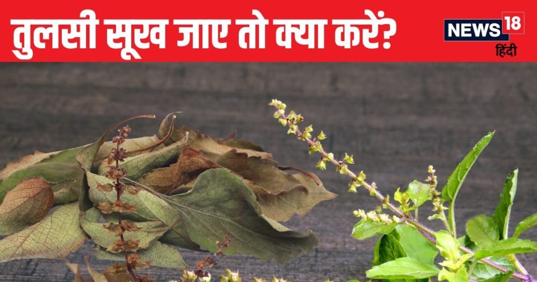 Tulsi Niyam: अगर घर की तुलसी सूख जाए तो क्या करें? फेंक दें या किसी काम में कर सकते यूज, पंडित जी जान लें