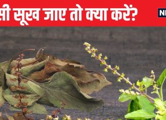 Tulsi Niyam: अगर घर की तुलसी सूख जाए तो क्या करें? फेंक दें या किसी काम में कर सकते यूज, पंडित जी जान लें