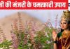 तुलसी में मंजरी आ जाए तो क्या करें? कंफ्यूजन में हैं तो करें ये 4 उपाय, मां लक्ष्मी की होगी कृपा, उतर जाएगा कर्ज!