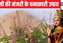 तुलसी में मंजरी आ जाए तो क्या करें? कंफ्यूजन में हैं तो करें ये 4 उपाय, मां लक्ष्मी की होगी कृपा, उतर जाएगा कर्ज!