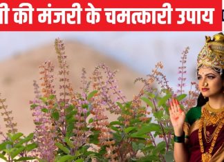 तुलसी में मंजरी आ जाए तो क्या करें? कंफ्यूजन में हैं तो करें ये 4 उपाय, मां लक्ष्मी की होगी कृपा, उतर जाएगा कर्ज!