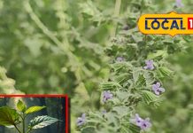 jharkhand Van tulsi benefits health ayurvedic use for cough sa