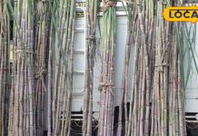 इस फल के बिना अधूरी है मां लक्ष्मी की पूजा! दिवाली पर बढ़ जाता है महत्व, साल भर खुशहाल रहता है परिवार