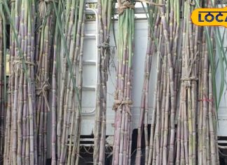 इस फल के बिना अधूरी है मां लक्ष्मी की पूजा! दिवाली पर बढ़ जाता है महत्व, साल भर खुशहाल रहता है परिवार