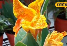 करामाती पौधा, मां लक्ष्मी का होता है वास, घर में रहती है खुशहाली