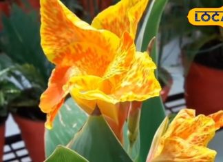 करामाती पौधा, मां लक्ष्मी का होता है वास, घर में रहती है खुशहाली