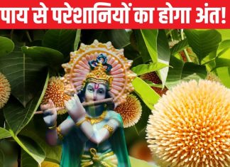 किसी के टोके बिना कर लें इस फूल का उपाय, अधूरे पड़े कामों में आ जाएगी तेजी, धन-लाभ के भी बन सकते हैं योग