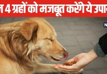 कुंडली के 4 ग्रह दे रहे हैं अशुभ प्रभाव? आज से ही शुरू करें कुत्ते को खाना देना, होगा गजब का लाभ!