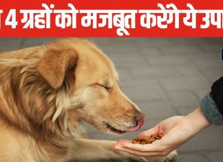 कुंडली के 4 ग्रह दे रहे हैं अशुभ प्रभाव? आज से ही शुरू करें कुत्ते को खाना देना, होगा गजब का लाभ!