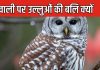 क्यों दीवाली पर 10 से 50 हजार रुपयों में बिकते हैं उल्लू, त्योहार की रात देते हैं बलि, इसे लक्ष्मी की बहन क्यों मानते हैं