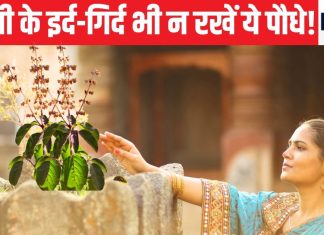 तुलसी के पास तो छोड़ो इर्द-गिर्द भी न रखें ये पौधे, घर से चली जाएगी सुख-शांति, मुसीबतों का भी लग सकता अंबार