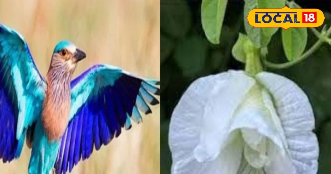 दशहरे के दिन अगर न दिखे नीलकंठ पक्षी तो घर