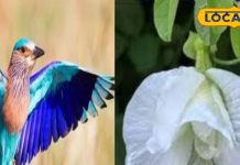 दशहरे के दिन अगर न दिखे नीलकंठ पक्षी तो घर ले आएं ये फूल, साल भर बनी रहेगी सुख-समृद्धि