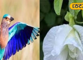 दशहरे के दिन अगर न दिखे नीलकंठ पक्षी तो घर ले आएं ये फूल, साल भर बनी रहेगी सुख-समृद्धि
