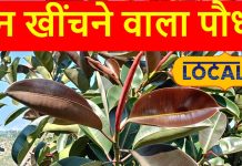 दिवाली की साफ सफाई के बाद घर पर लगाएं ये पौधा, चुंबक की तरह खिंचा आएगा पैसा, कभी नहीं होगी धन की कमी