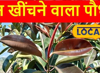 दिवाली की साफ सफाई के बाद घर पर लगाएं ये पौधा, चुंबक की तरह खिंचा आएगा पैसा, कभी नहीं होगी धन की कमी