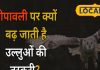 दिवाली पर क्यों बढ़ जाती है मां लक्ष्मी के वाहन की तस्करी? पहले से ही वन विभाग चौकन्ना