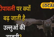 दिवाली पर क्यों बढ़ जाती है मां लक्ष्मी के वाहन की तस्करी? पहले से ही वन विभाग चौकन्ना