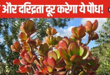 धनतेरस के दिन जरूर लगाएं ये खास पौधा, दरिद्रता के साथ रोगों से भी मिलेगी मुक्ति, कभी नहीं होगी धन की कमी!