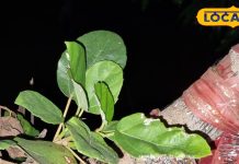 बहुत पवित्र हैं ये चमत्कारी पत्ते…पितृ दोष करते हैं दूर! इनके बिना अधूरी मानी जाती है पूजा