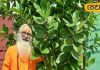 बेहद कमाल का है यह पौधा, इसमें दिखते हैं साक्षात भगवान गणेश! धार्मिक ही नहीं औषधीय भी है महत्व