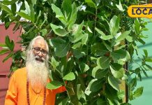 बेहद कमाल का है यह पौधा, इसमें दिखते हैं साक्षात भगवान गणेश! धार्मिक ही नहीं औषधीय भी है महत्व