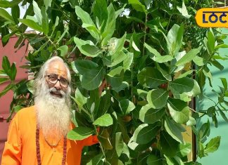 बेहद कमाल का है यह पौधा, इसमें दिखते हैं साक्षात भगवान गणेश! धार्मिक ही नहीं औषधीय भी है महत्व