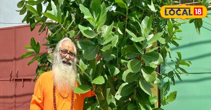 बेहद कमाल का है यह पौधा, इसमें दिखते हैं साक्षात