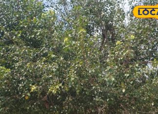 यह है हिंदू धर्म का सबसे पवित्र पेड़, इसे काटना है वर्जित, जानें इसके फायदे