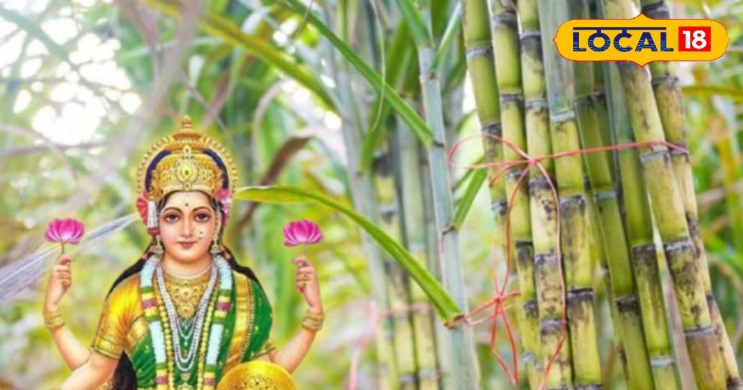 ये है माता लक्ष्मी का प्रिया पौधा, दीपावली पर पूजा