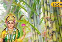 ये है माता लक्ष्मी का प्रिया पौधा, दीपावली पर पूजा करने से होती है धन की वर्षा