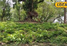 रामग्राम के बौद्ध स्तूप में आखिर क्या है खास, इतिहासकार से जानें रहस्य