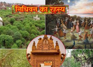 शाम होते ही बंदर क्यों छोड़ देते हैं निधिवन? क्या है पौधों से जुड़ा रहस्य? पड़ताल में हुआ खुलासा – Why all Monkeys and Birds who resides in Nidhivan leaves before nightfall trees in bending position towards ground know Mysterious And Unknown Facts