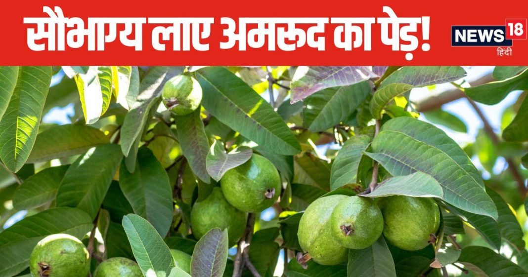 सौभाग्य बढ़ाता है इस खास फल का पेड़, घर की इस दिशा में लगाने से जीवन की परेशानियां होंगी दूर!