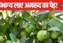 सौभाग्य बढ़ाता है इस खास फल का पेड़, घर की इस दिशा में लगाने से जीवन की परेशानियां होंगी दूर!