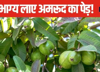 सौभाग्य बढ़ाता है इस खास फल का पेड़, घर की इस दिशा में लगाने से जीवन की परेशानियां होंगी दूर!
