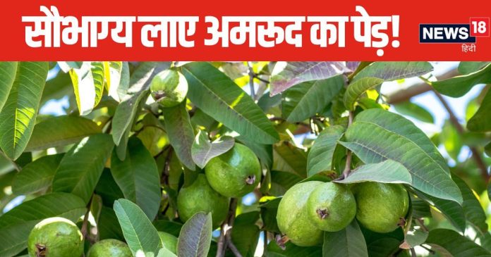 सौभाग्य बढ़ाता है इस खास फल का पेड़, घर की