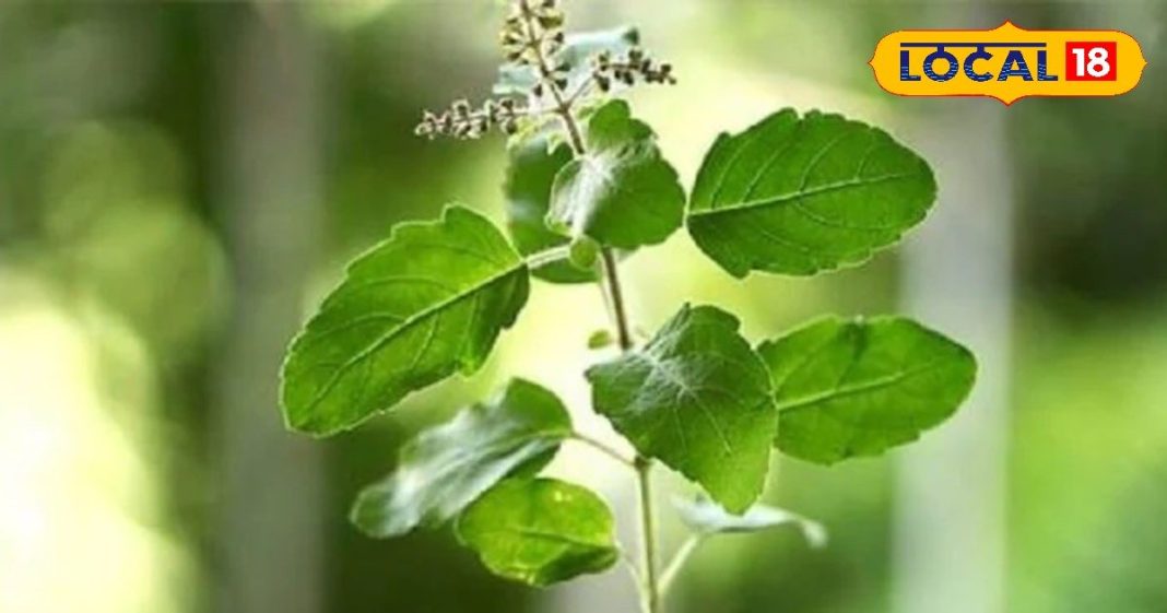 मार्गशीर्ष महीने में तुलसी का होता है बड़ा महत्व, करें